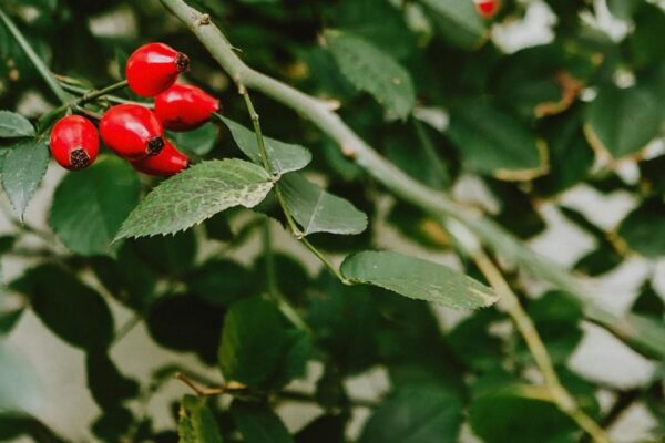 This article explains why vitamin C combined with rose hips is a smart supplement choice for active people, especially endurance athletes and frequent trainers....