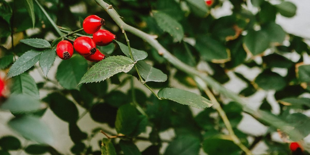 This article explains why vitamin C combined with rose hips is a smart supplement choice for active people, especially endurance athletes and frequent trainers....