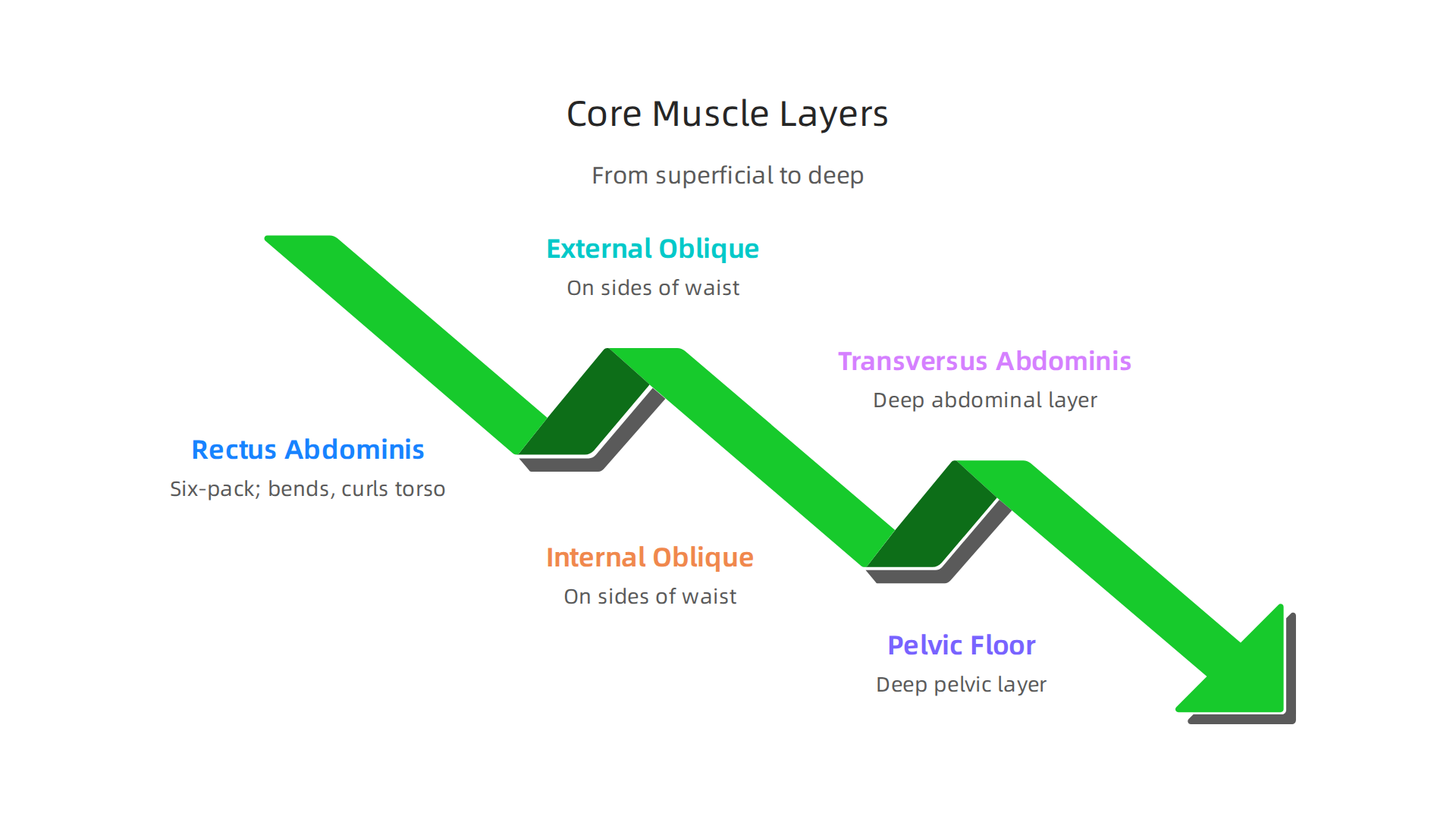 A visual breakdown illustrating the different layers of core muscles, from the visible rectus abdominis to the deep transversus abdominis and pelvic floor.