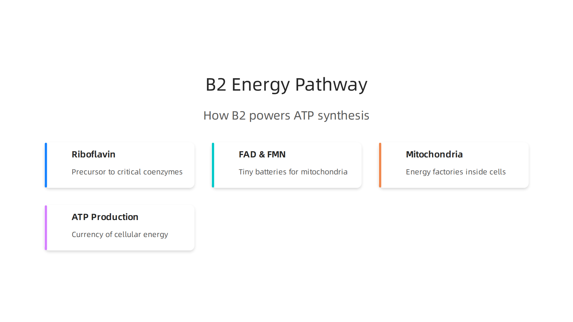 How Vitamin B2 (Riboflavin) facilitates cellular energy production through ATP synthesis.
