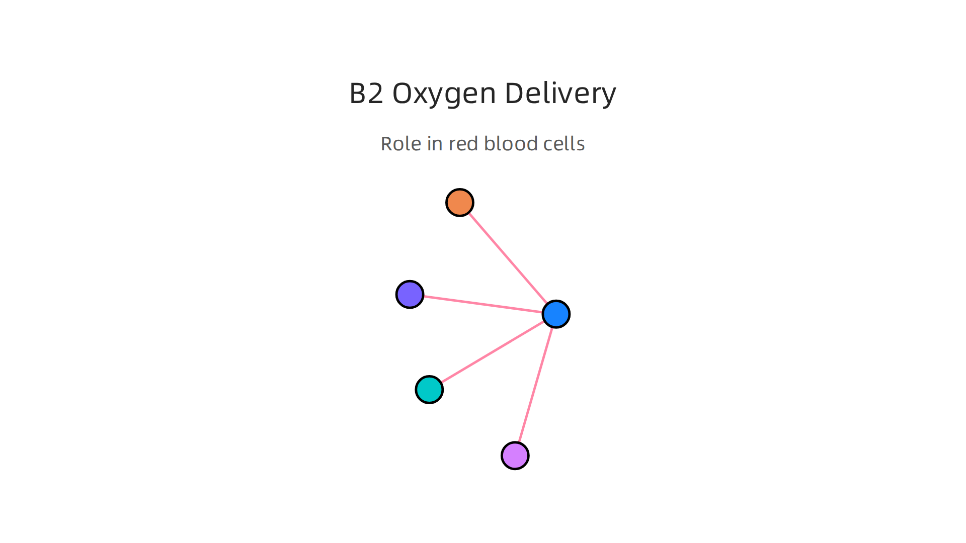 Visualizing Vitamin B2's critical role in red blood cell maturation and efficient oxygen transport.
