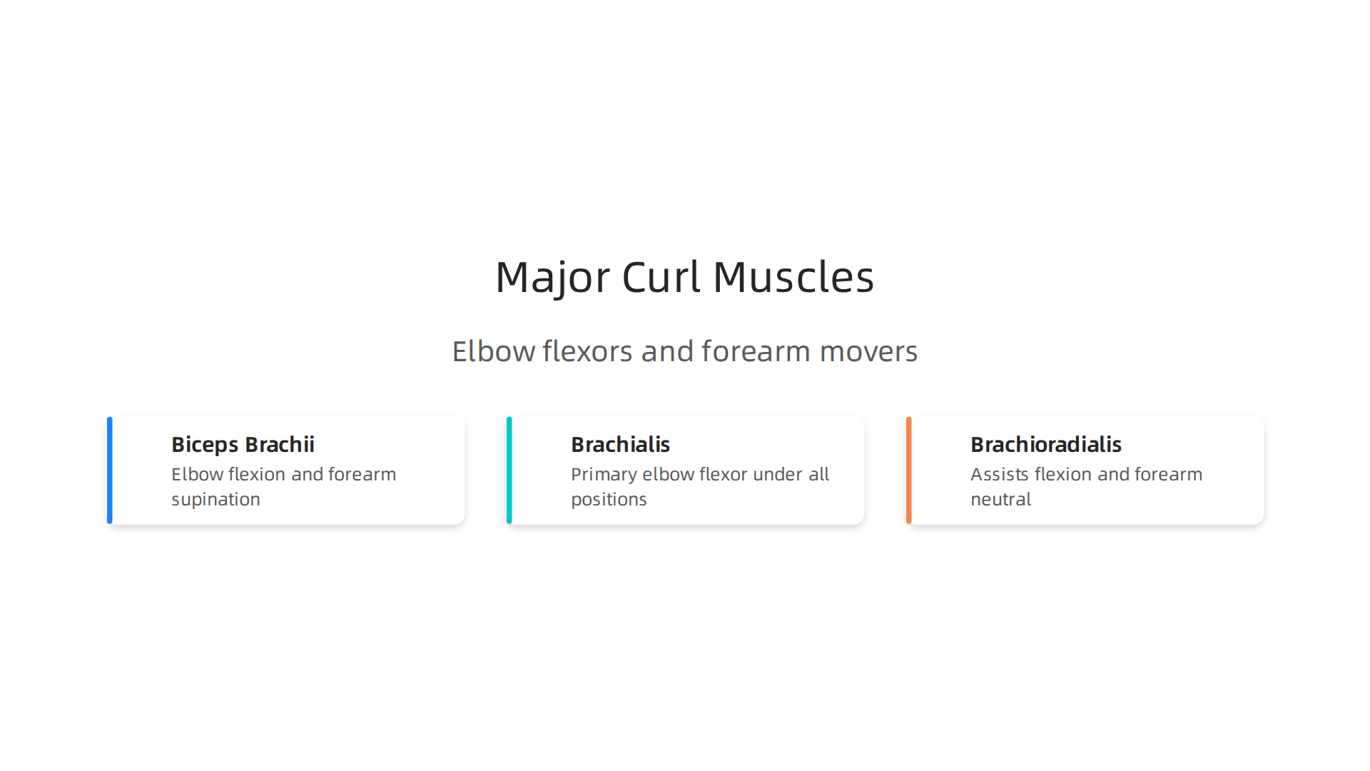 An infographic illustrating the Biceps Brachii (long and short heads), Brachialis, and Brachioradialis, highlighting their roles in elbow flexion and forearm movements.