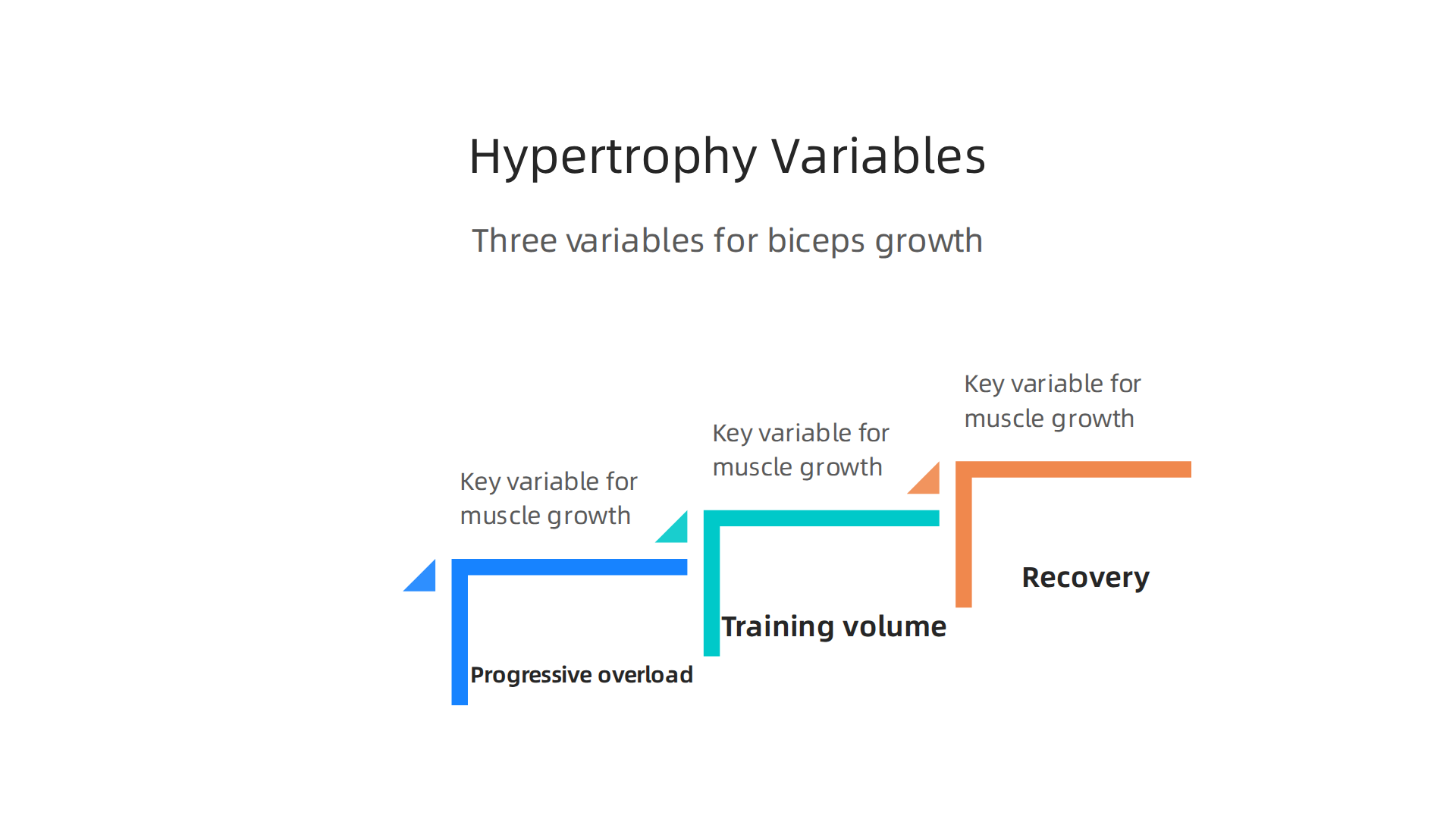 An infographic detailing the three key variables for muscle growth: progressive overload, training volume, and recovery.