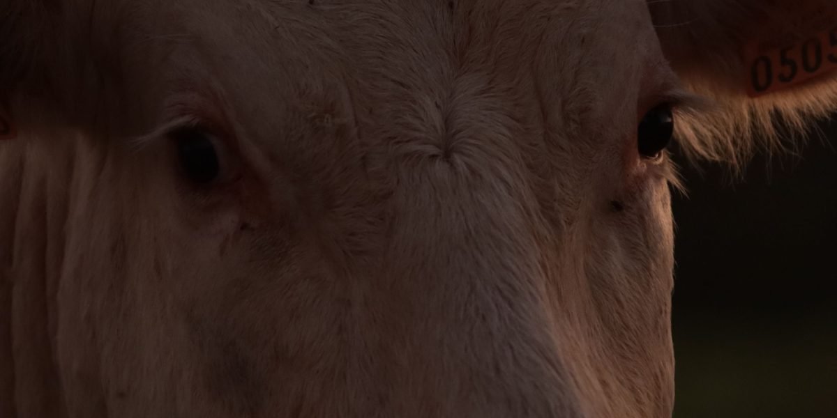 This article explains why more men are choosing beef organ supplements and how to pick the best options for energy, recovery, and overall health. It describes c...