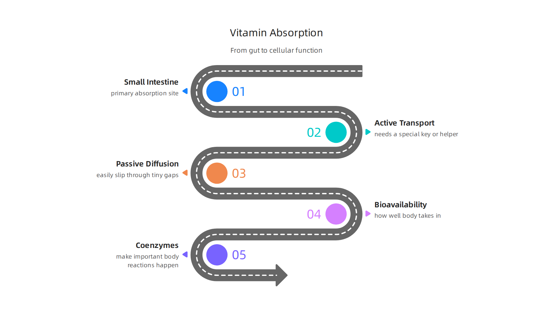 Visualizing how water-soluble vitamins are absorbed and utilized by the body, from the small intestine to cellular function.